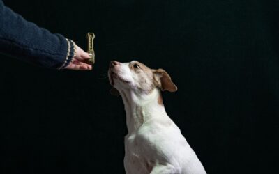 Smart snacking for dogs: how to choose treats that are tasty and safe