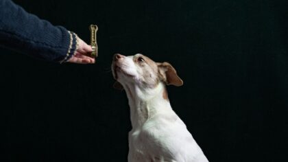Smart snacking for dogs: how to choose treats that are tasty and safe