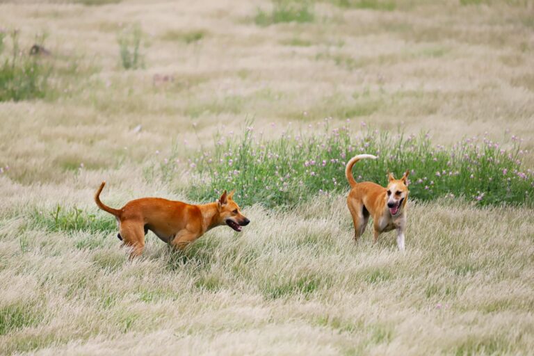 Two dogs play
