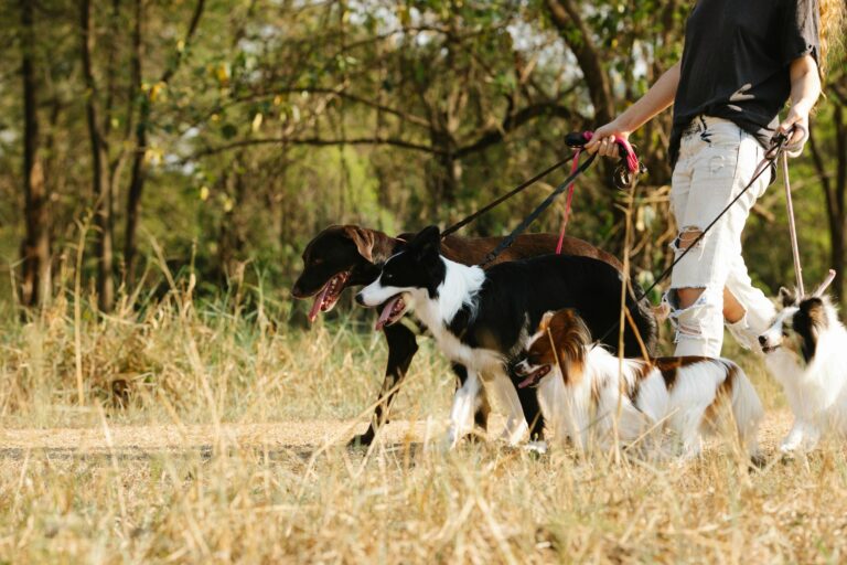 Young dog social