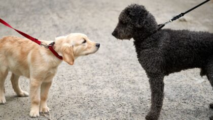 Social walks and playdates: how to safely build your young dog’s social skills