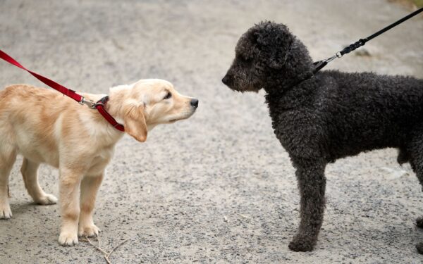 Social walks and playdates: how to safely build your young dog’s social skills
