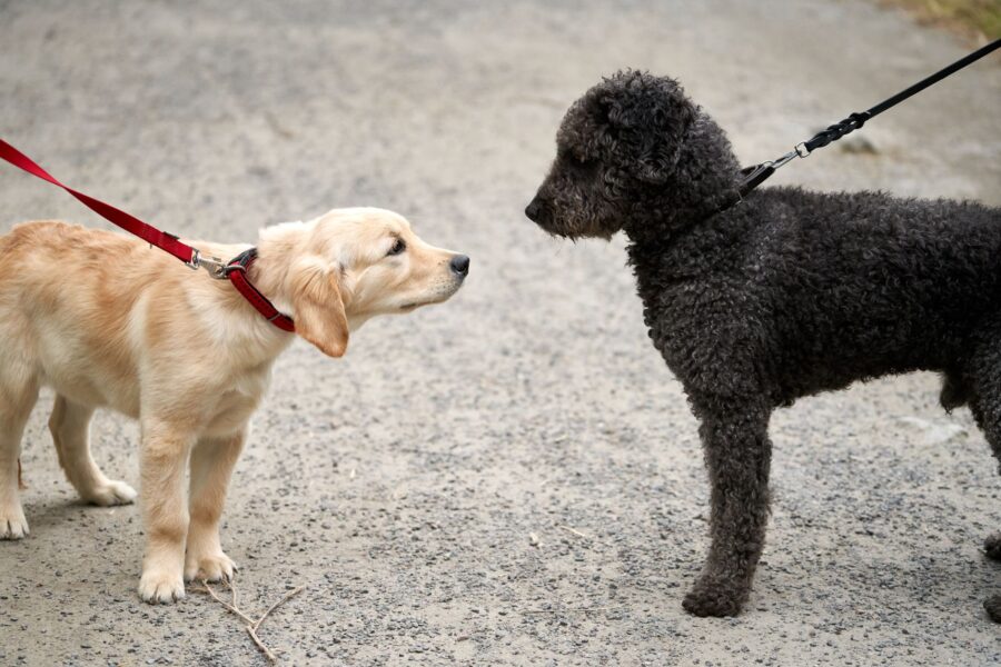 Young dog social