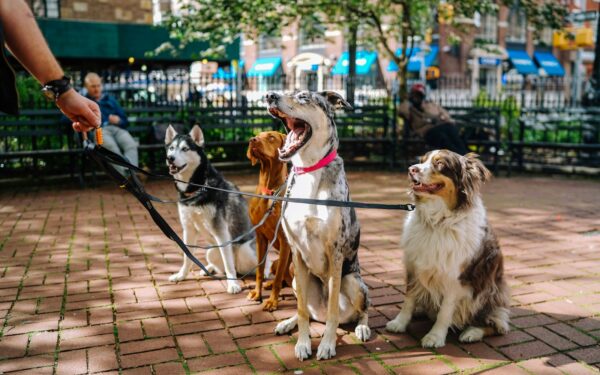 Socialization milestones for young dogs and how to guide each stage