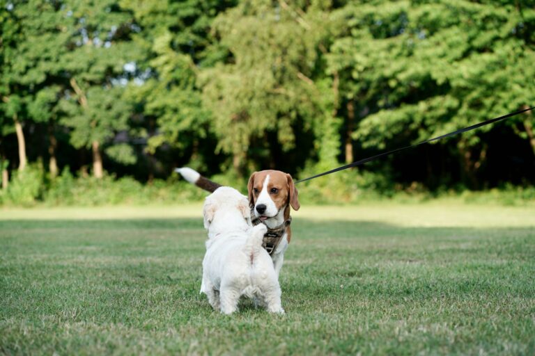 Young dog socialization
