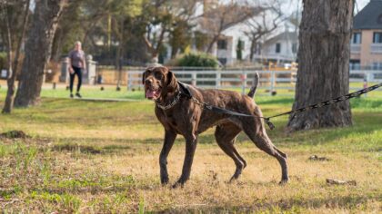 Socializing your new dog: calm, practical steps for confident adult behavior