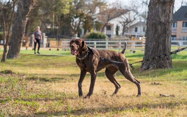 Socializing your new dog: calm, practical steps for confident adult behavior
