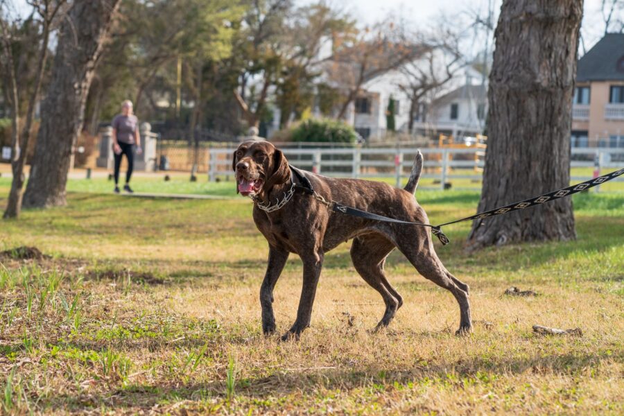 Happy dog park
