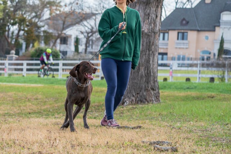 Happy dog park
