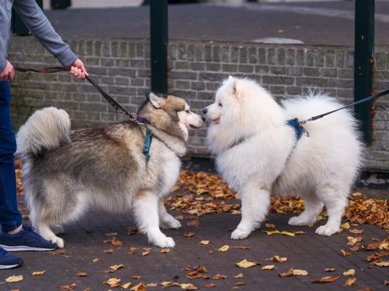 Dog meeting another