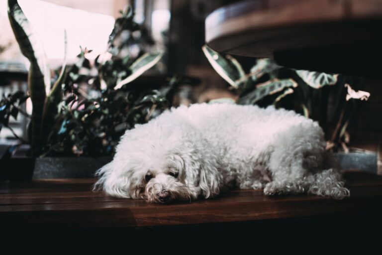 Dog lying mat