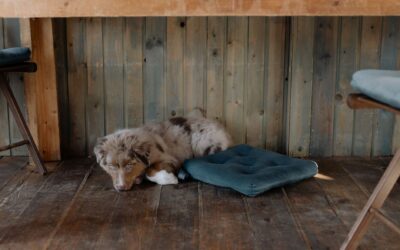 Stopping dog begging at the table with kind, consistent training