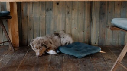 Stopping dog begging at the table with kind, consistent training