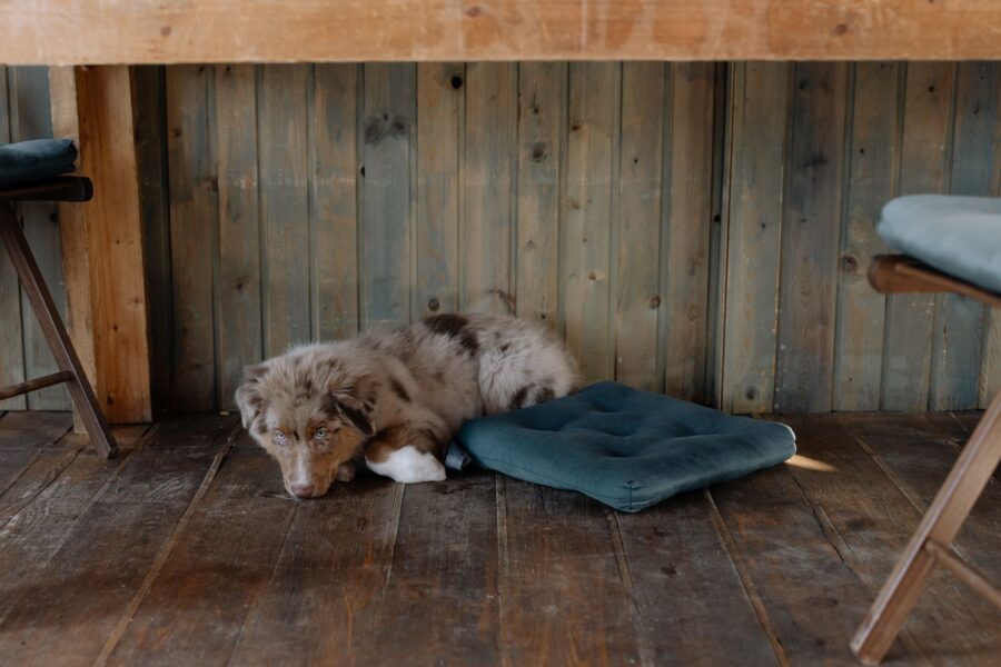 Dog lying mat