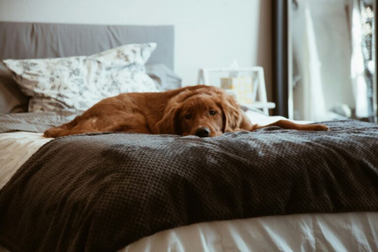 Dog waiting bed