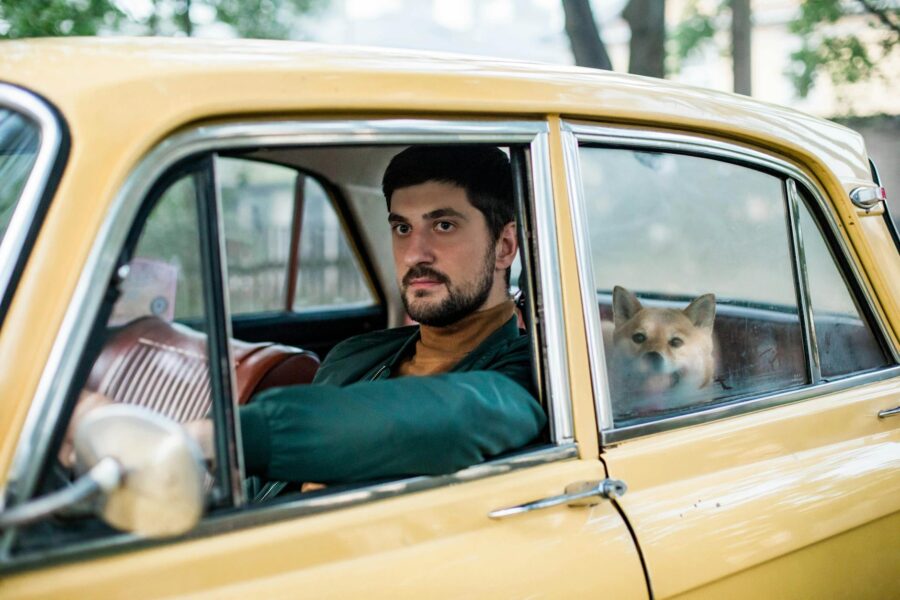 Dog car harness