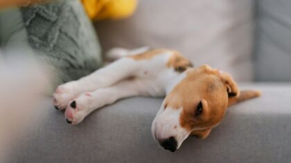 Stress-free dog breeds for relaxed owners who still enjoy walks