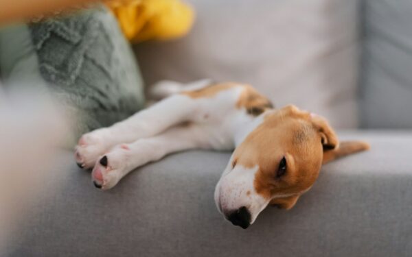 Stress-free dog breeds for relaxed owners who still enjoy walks