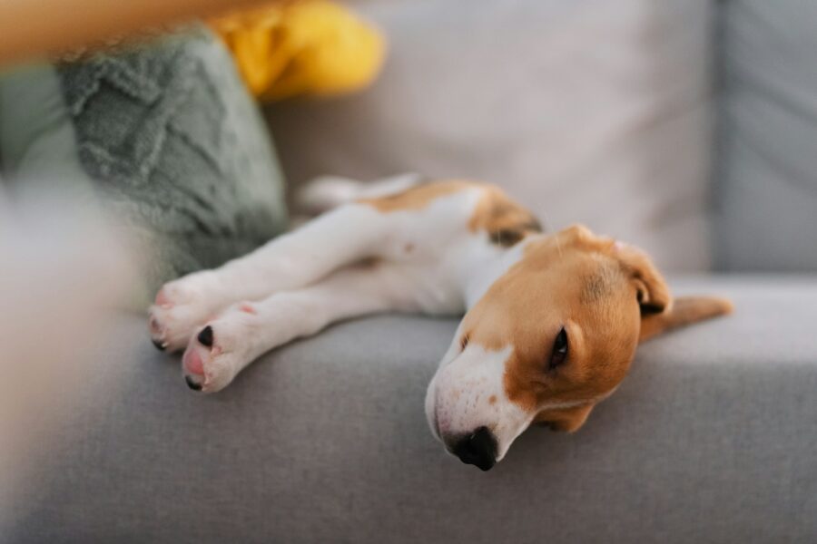 Relaxed dog lying