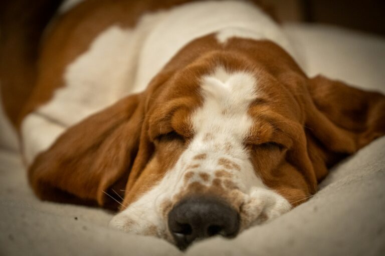 Basset hound walking