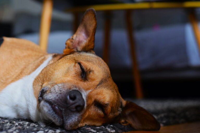 Relaxed dog lying