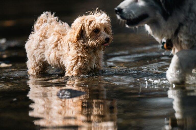 Dog playing shallow