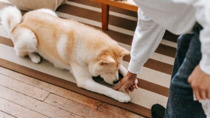 Teaching your dog “leave it”: a kind, practical guide for real life