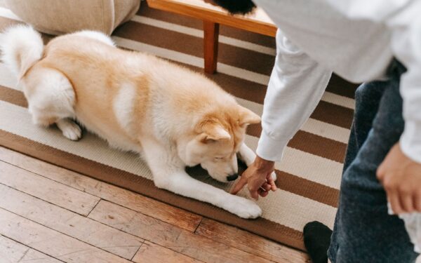 Teaching your dog “leave it”: a kind, practical guide for real life