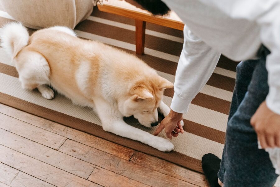 Dog training owner
