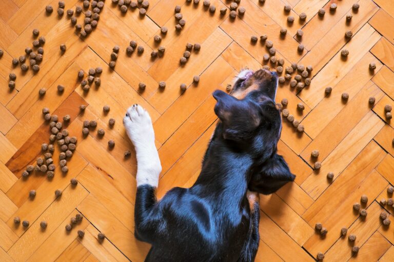Dog ignoring food
