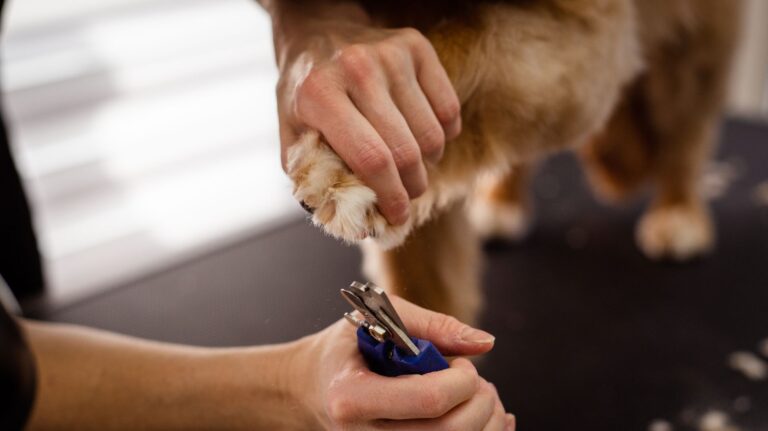 Dog nail trim