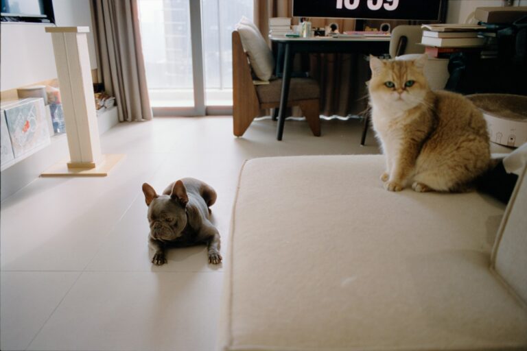 Dog relaxing mat