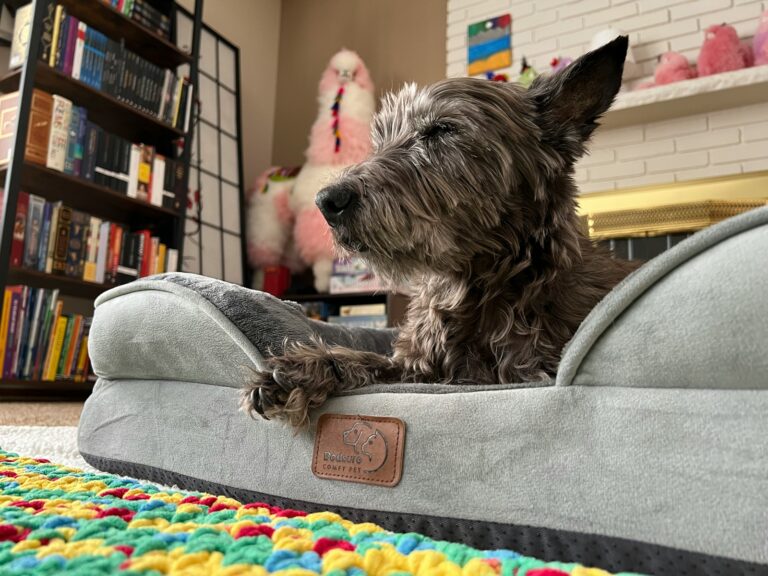 Adult dog training