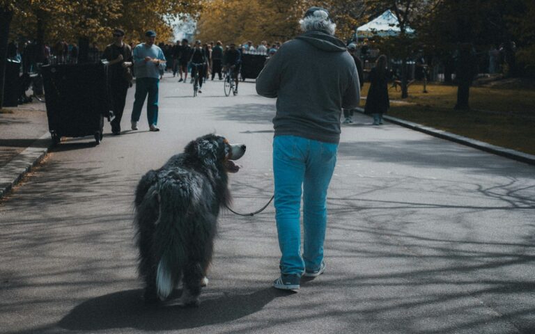 Large dog training