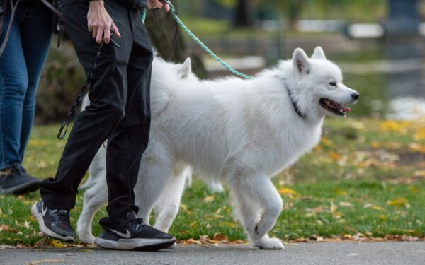Training big hearts on four paws: gentle guidelines for large dog behavior