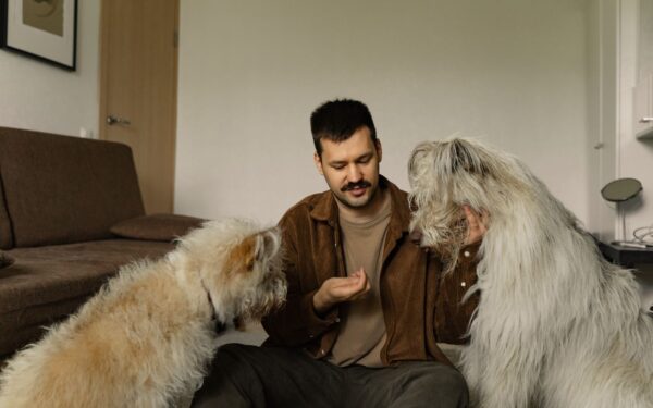 Training senior dogs with kindness: how to teach new skills later in life
