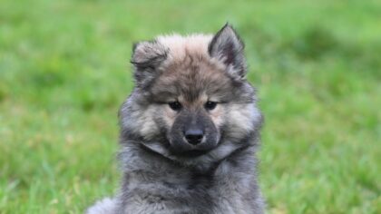 Understanding breed traits so you can choose the right puppy for your life