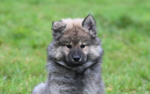 Understanding breed traits so you can choose the right puppy for your life