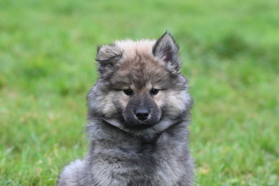 Puppy different dog