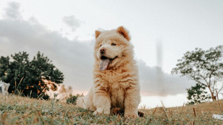 Puppy different dog