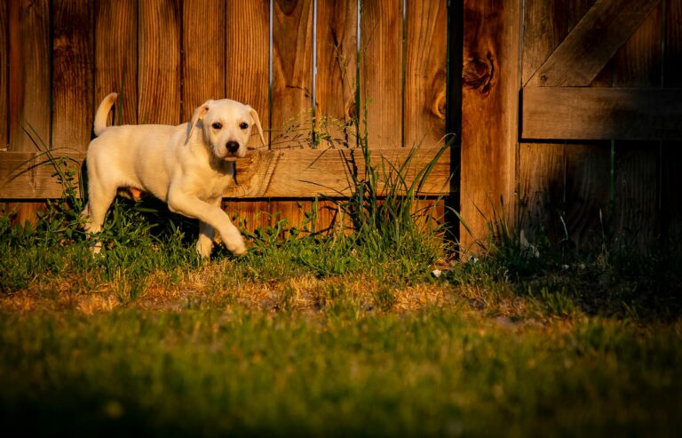Dog sandbox yard