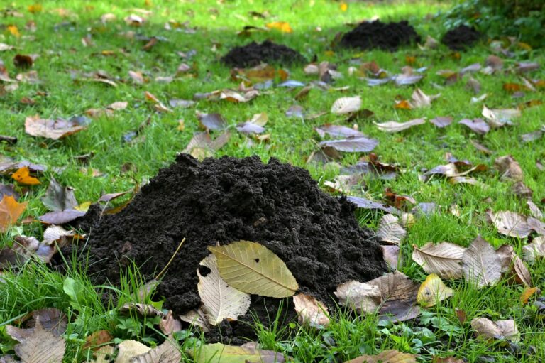 Dog digging garden