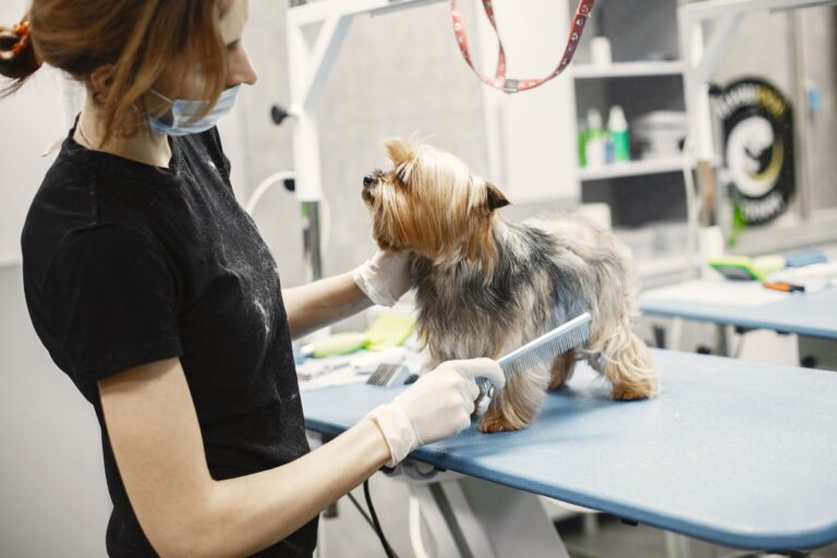 Small dog grooming