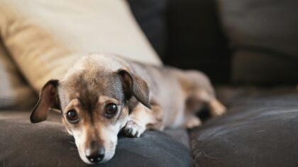 Understanding small dog breeds: size, needs and what to expect from tiny paws