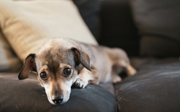 Understanding small dog breeds: size, needs and what to expect from tiny paws