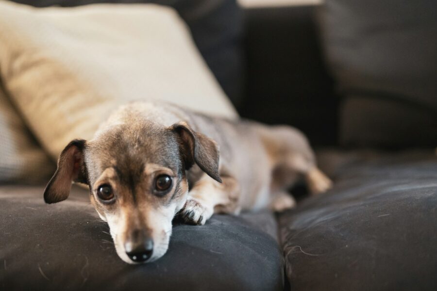 Small dog indoors