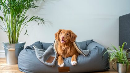Calm companions for busy homes: low-energy dog breeds that still enjoy family life