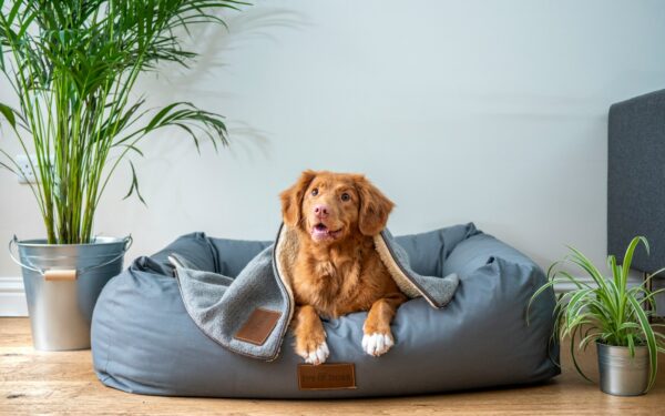 Calm companions for busy homes: low-energy dog breeds that still enjoy family life