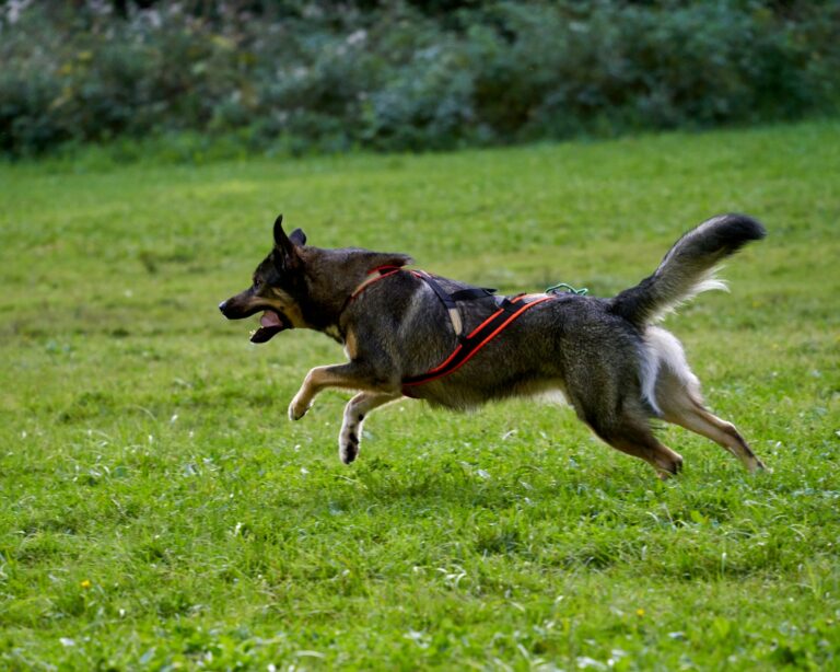 Working dog breed