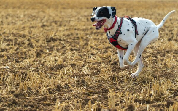 Working dog breeds for active lives at home, not just on the job